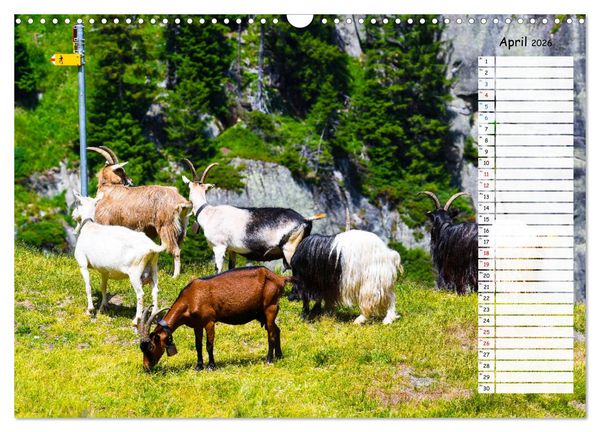 Produktbild: Ziegenfreude (Wandkalender 2026 DIN A3 quer), CALVENDO Monatskalender