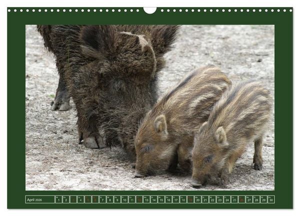 Produktbild: Schweinkram - Die Wildschweine sind los (Wandkalender 2026 DIN A3 quer), CALVENDO Monatskalender