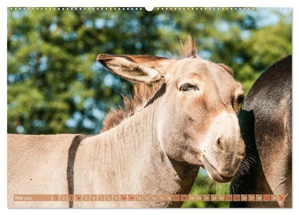Produktbild: Esel der Welt - Lieblings Langohren (Wandkalender 2025 DIN A2 quer), CALVENDO Monatskalender