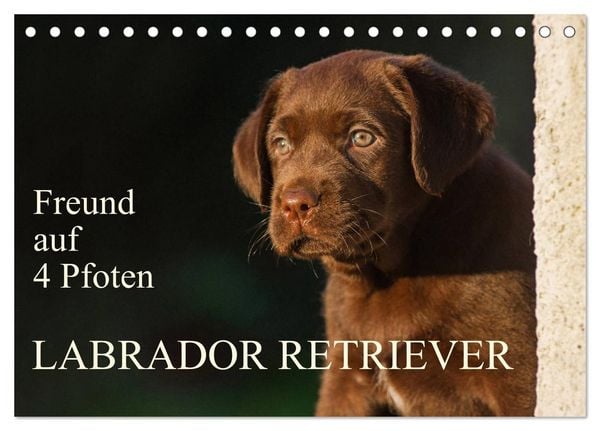 Freund auf 4 Pfoten - Labrador Retriever (Tischkalender 2026 DIN A5 quer), CALVENDO Monatskalender