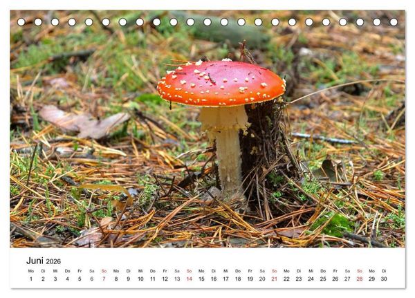 Produktbild: Heimische Pilze (Tischkalender 2026 DIN A5 quer), CALVENDO Monatskalender