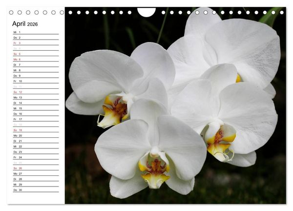 Produktbild: Bl&uuml;tenzauber Orchideen (Wandkalender 2026 DIN A4 quer), CALVENDO Monatskalender