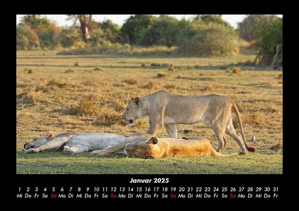 Produktbild: L&ouml;wen in der Wildnis 2025 Fotokalender DIN A3