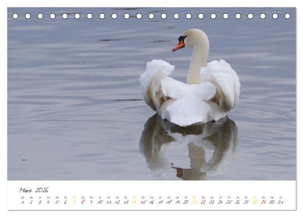 Produktbild: Schw&auml;ne, Liebe f&uuml;r die Ewigkeit (Tischkalender 2026 DIN A5 quer), CALVENDO Monatskalender
