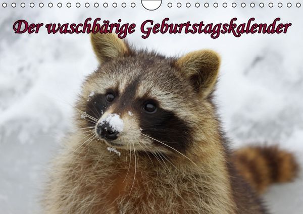 Produktbild: Waschb&auml;ren / Geburtstagskalender (Wandkalender immerw&auml;hrend DIN A4 quer)