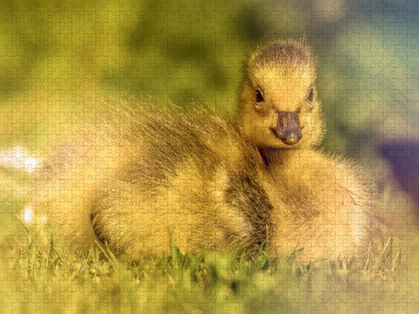 Produktbild: CALVENDO Puzzle Mit seinem flauschigen Look und dem s&uuml;&szlig;en Blick bringt dieses Entlein jeden zum L&auml;cheln. | 1000 Teile Lege-Gr&ouml;&szlig;e 64x48cm Foto-Puzzle f