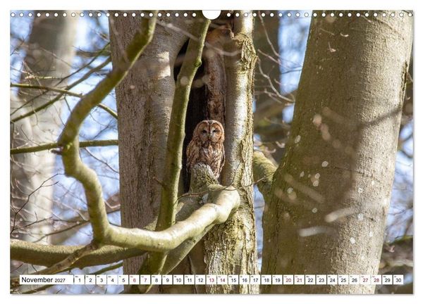Produktbild: Wildtiere im M&uuml;ritz-Nationalpark (Wandkalender 2027 DIN A3 quer), CALVENDO Monatskalender