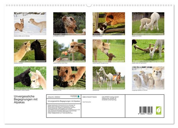 Produktbild: Unvergessliche Begegnungen mit Alpakas (hochwertiger Premium Wandkalender 2026 DIN A2 quer), Kunstdruck in Hochglanz