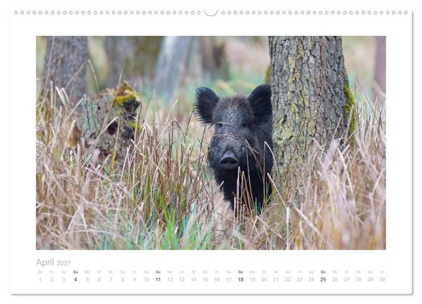 Produktbild: Wildschweine &ndash; Wildlife Fotografien (Wandkalender 2027 DIN A2 quer), CALVENDO Monatskalender