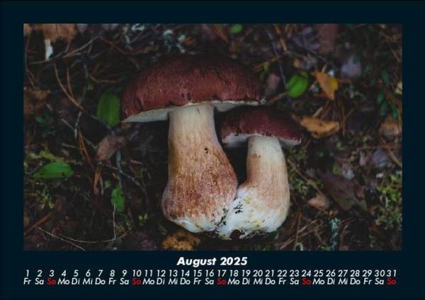 Produktbild: Pilzkalender 2025 Fotokalender DIN A5