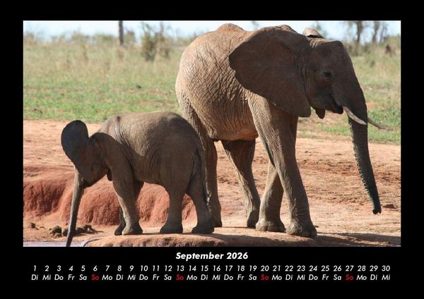Produktbild: Elefanten Kalender 2026 Fotokalender DIN A3