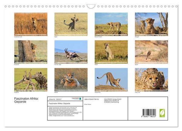 Produktbild: Faszinaton Afrika: Geparde (Wandkalender 2026 DIN A3 quer), CALVENDO Monatskalender