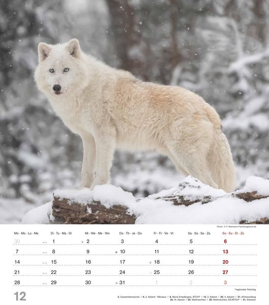 Produktbild: Mythos Wolf 2026 - Foto-Kalender - Wand-Kalender - 30x34