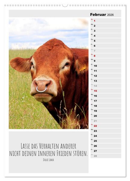 Produktbild: Coole Rindviecher (hochwertiger Premium Wandkalender 2026 DIN A2 hoch), Kunstdruck in Hochglanz