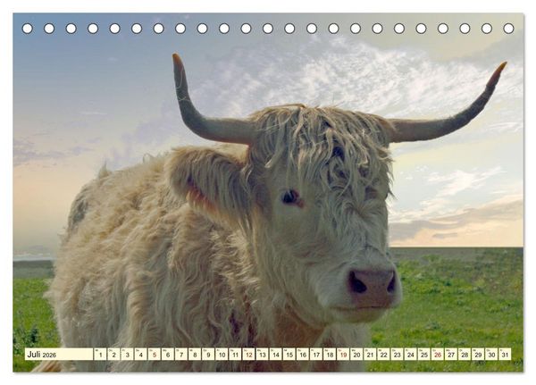 Produktbild: Die anmutigste Rinderrasse - Das schottische Hochlandrind (Tischkalender 2026 DIN A5 quer), CALVENDO Monatskalender