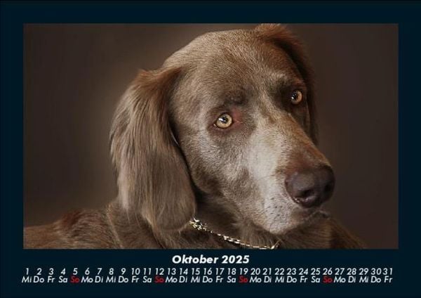 Produktbild: Hundezauber 2025 Fotokalender DIN A5