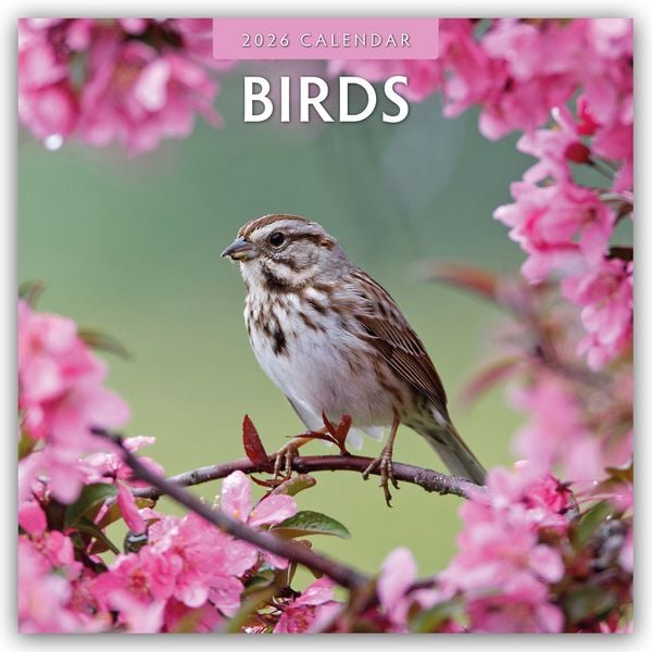 Produktbild: Birds – Vögel 2025 – 16-Monatskalender