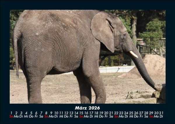 Produktbild: Der Elefantenkalender 2026 Fotokalender DIN A5