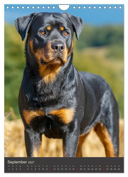 Produktbild: Rottweiler. Kraft, Herz und Treue (Wandkalender 2027 DIN A4 hoch), CALVENDO Monatskalender
