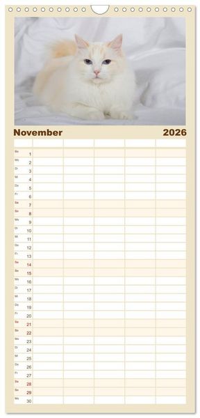 Produktbild: Familienplaner 2026 - Ragdolls mit 5 Spalten (Wandkalender, 21 x 45 cm) CALVENDO
