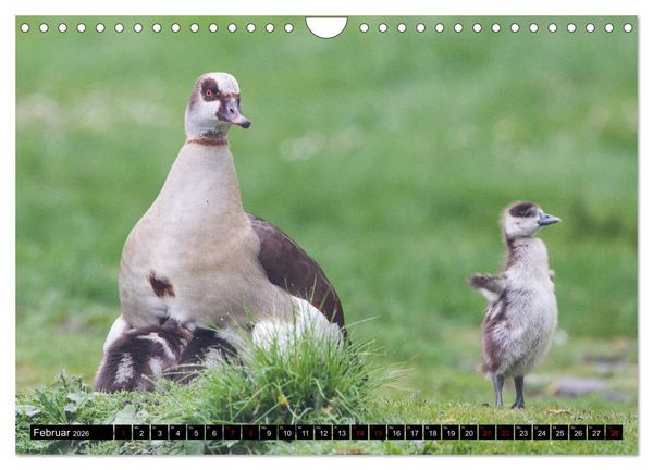 Produktbild: Nordhessens Tierkinder (Wandkalender 2026 DIN A4 quer), CALVENDO Monatskalender