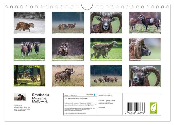 Produktbild: Emotionale Momente: Muffelwild. (Wandkalender 2026 DIN A4 quer), CALVENDO Monatskalender