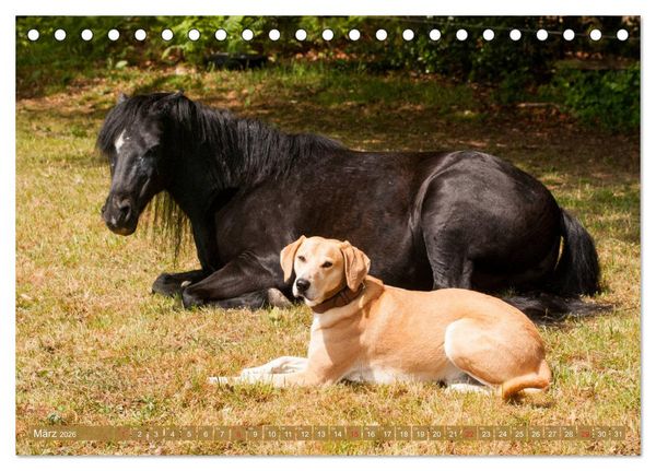 Produktbild: Pferd und Hund - Vierbeinige Freunde (Tischkalender 2026 DIN A5 quer), CALVENDO Monatskalender