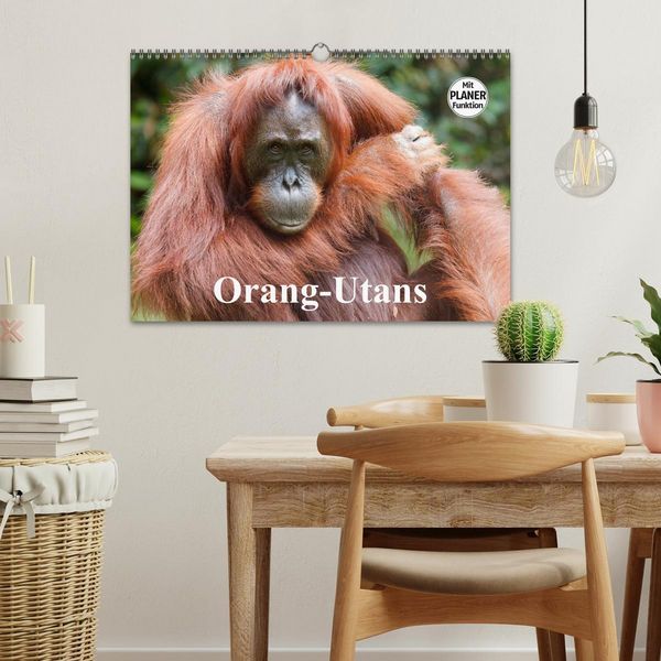 Produktbild: Orang-Utans (Wandkalender 2026 DIN A3 quer), CALVENDO Monatskalender