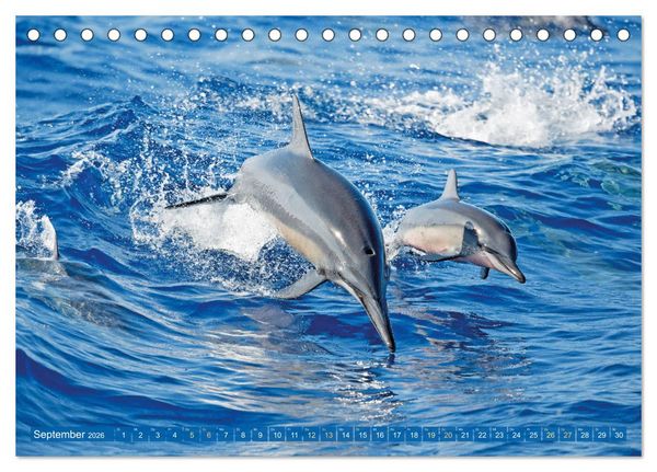 Produktbild: Delfine: Elegante Wellenreiter (Tischkalender 2026 DIN A5 quer), CALVENDO Monatskalender