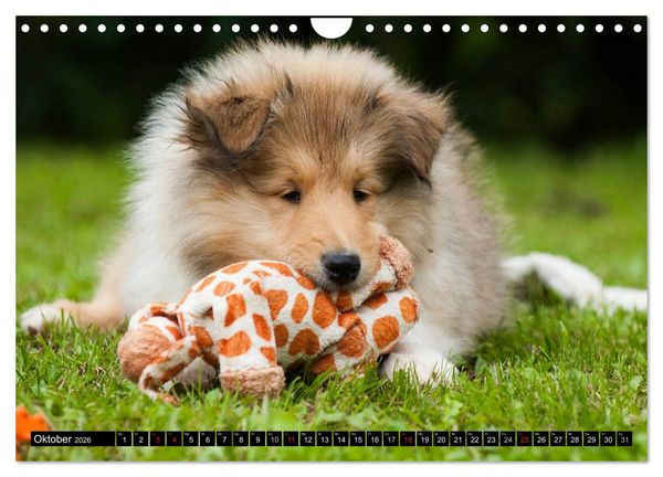 Produktbild: Collie - Mein bester Freund (Wandkalender 2026 DIN A4 quer), CALVENDO Monatskalender