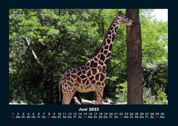 Produktbild: Giraffen 2025 Fotokalender DIN A4