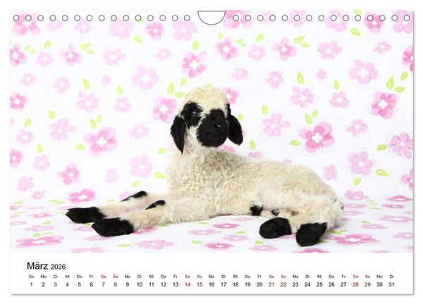 Produktbild: Walliser Schwarznasenschaf Valais Blacknose Sheep (Wandkalender 2026 DIN A4 quer), CALVENDO Monatskalender