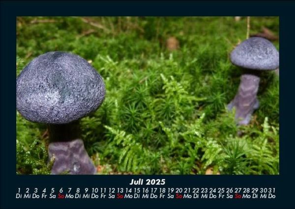 Produktbild: Pilzkalender 2025 Fotokalender DIN A5