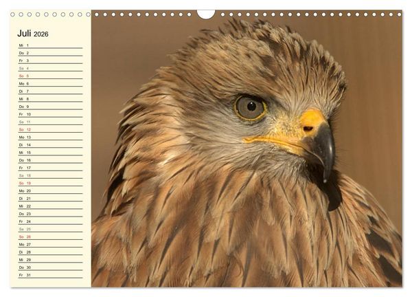 Produktbild: Greifv&ouml;gel (Wandkalender 2026 DIN A3 quer), CALVENDO Monatskalender