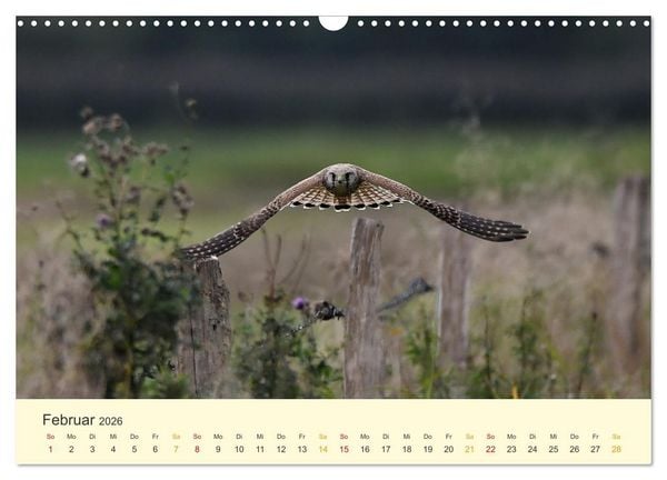 Produktbild: Im Revier der Falken (Wandkalender 2026 DIN A3 quer), CALVENDO Monatskalender