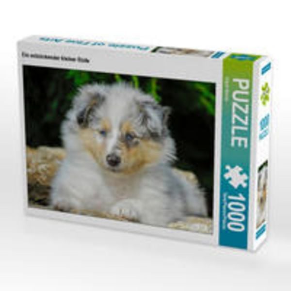 CALVENDO Puzzle Ein entzückender kleiner Rüde | 1000 Teile Lege-Größe 64x48cm Foto-Puzzle für glückliche Stunden