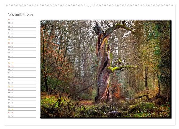 Produktbild: Der Neuenburger Urwald (Wandkalender 2026 DIN A2 quer), CALVENDO Monatskalender