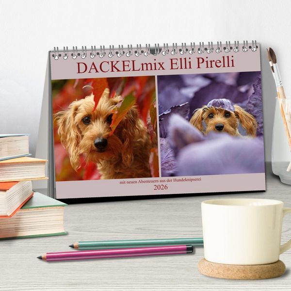 Produktbild: DACKELmix Elli Pirelli (Tischkalender 2026 DIN A5 quer), CALVENDO Monatskalender