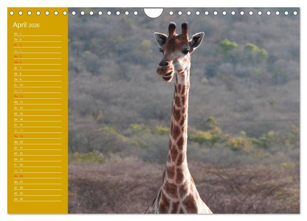 Produktbild: Giraffen / Geburtstagskalender (Wandkalender 2026 DIN A4 quer), CALVENDO Monatskalender