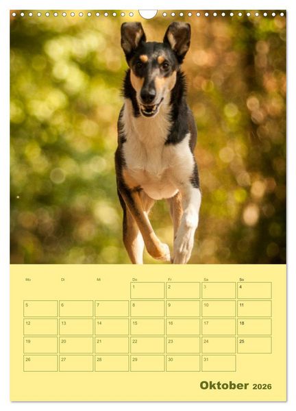 Produktbild: Kurzhaarcollies (Wandkalender 2026 DIN A3 hoch), CALVENDO Monatskalender