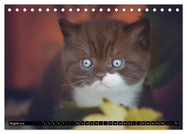 Produktbild: Niedliche BKH Katzenkinder (Tischkalender 2026 DIN A5 quer), CALVENDO Monatskalender