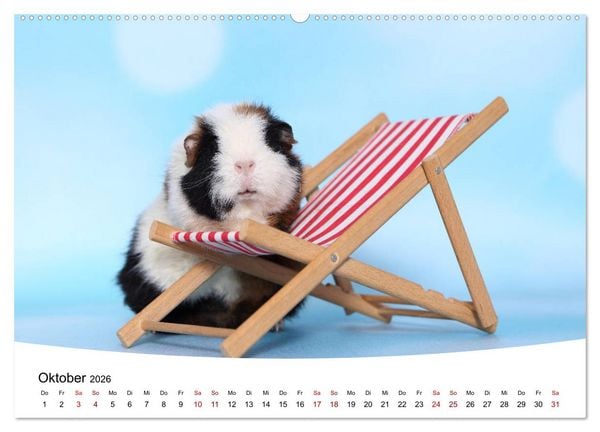 Produktbild: Niedliche Meerschweinchen (hochwertiger Premium Wandkalender 2026 DIN A2 quer), Kunstdruck in Hochglanz