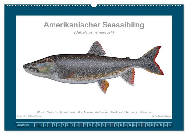 Produktbild: Fisch als Kunst 2026: Amerikanische Saiblinge (Wandkalender 2026 DIN A2 quer), CALVENDO Monatskalender