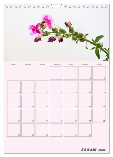 Produktbild: Blumenmetamorphosen (Wandkalender 2026 DIN A4 hoch), CALVENDO Monatskalender
