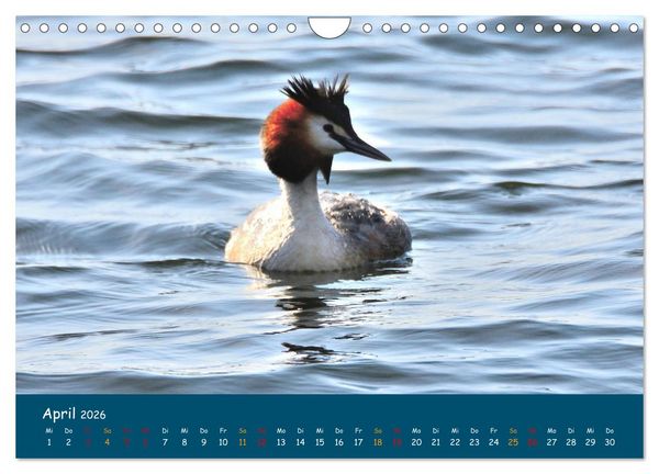 Produktbild: Naturschutzgebiet W&uuml;mme (Wandkalender 2026 DIN A4 quer), CALVENDO Monatskalender