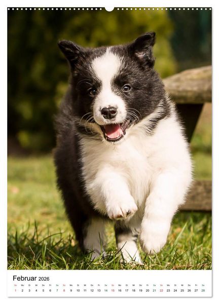 Produktbild: Border Collie Zuckerschnuten (hochwertiger Premium Wandkalender 2026 DIN A2 hoch), Kunstdruck in Hochglanz