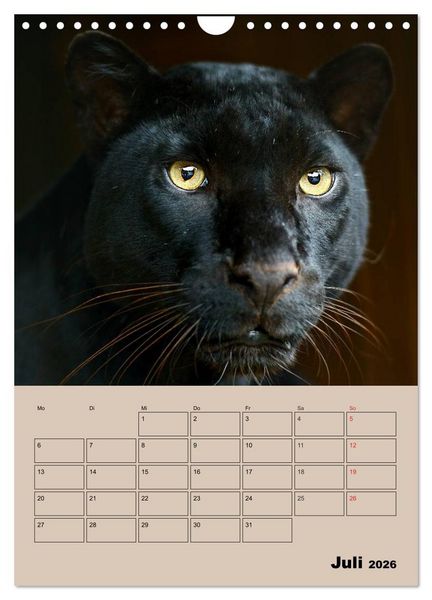 Produktbild: Gro&szlig;katzen. Raubkatzengesichter (Wandkalender 2026 DIN A4 hoch), CALVENDO Monatskalender