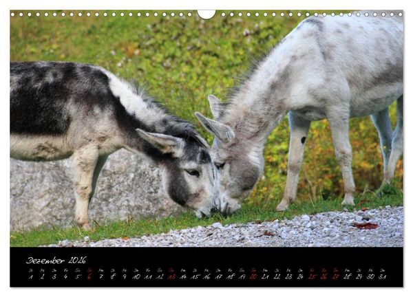 Produktbild: Esel - liebenswerte Langohren (Wandkalender 2026 DIN A3 quer), CALVENDO Monatskalender