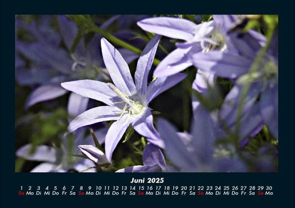 Produktbild: Blumenzauber 2025 Fotokalender DIN A4