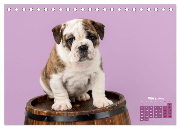Produktbild: Old English Bulldog Welpen (Tischkalender 2026 DIN A5 quer), CALVENDO Monatskalender
